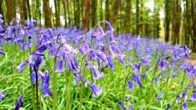 Blue Bells Duloe